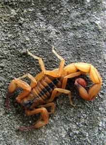 Scorpione che mangia un insetto, illustrando la dieta carnivora degli scorpioni