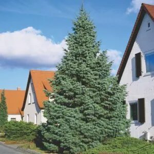 Questa immagine ritrae un albero di Natale imponente ed elegante, una vera e propria opera darte che unisce larchitettura della natura con la costruzione di una conifera Lalbero, un pino o un abete, si staglia nel cielo, ricordando a tutti limportanza di questa pianta per la tradizione del Natale