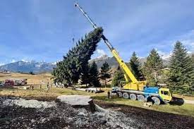 Immagine di una vista aerea di una gru edile, un bulldozer e una macchina costruendo un grattacielo allaperto, con un impianto ed un abete dolce come albero nelle vicinanze Una scena di costruzione urbana che unisce la natura con la moderna tecnologia