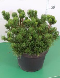 Un pino mugo cresce su un cespuglio in mezzo a una vegetazione di alberi conifere e arbusti una scena tipica della natura appartenente alla famiglia delle shrub piante