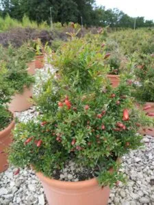 Un piccolo melograno cresce su una pianta, che fa parte della vegetazione erbacea Questo cespuglio è caratterizzato da erbe e fiori ed è una specie di albero