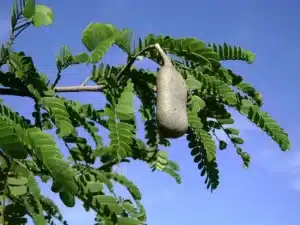 Un albero di Tamarindo simboleggia limportanza della cura medica analisi, rimedi e terapie possono garantire il miglioramento della salute