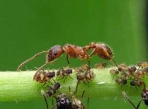 Immagine di diverse specie di formiche in un giardino, rappresentando un possibile scenario di infestazione