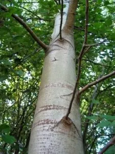 da FuocoImmagine di un maestoso pioppo tremulo con un tronco dalbero che funge da mortaio, circondato da una vegetazione lussureggiante e da un bosco incantevole allaperto Unarma da fuoco è posata sulla cima di questo albero armamento