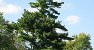 Questa foto mostra un magnifico albero di pino, un tipo di conifera appartenente alla famiglia delle Pinaceae È un albero di grande bellezza e grande valore ecologico che offre una ricca vegetazione e una profonda ombra È una pianta che ha una straordinaria resistenza alle condizioni ambientali e una buona tolleranza alla siccità