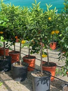 Una fresca pianta LemonPianta in vaso, carica di frutta citrus come limoni, arance e grapefruit il prodotto ideale per portare un po di freschezza e fruttato in casa tua!