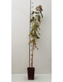 Una composizione floreale unica che unisce il simbolo del lampone in ceramica con una pianta in vaso Una delicata vite si snoda attorno al barattolo di terracotta, creando unarmonia perfetta di colore ed equilibrio Un vaso per piante che colorerà la tua casa con un fiore che cresce!