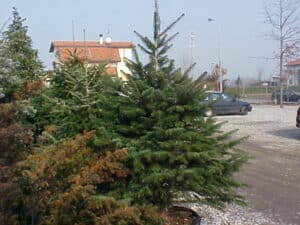 Questa immagine ritrae un Abete Normanno, un conifera appartenente alla famiglia dei Pinus La pianta è una delle specie vegetali più utilizzate come albero di Natale, rendendo così più allegre le decorazioni natalizie