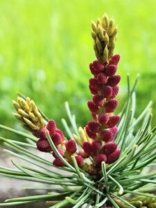 Questa immagine mostra una bellissima pianta di pinus mugo, una specie di conifera con fiore, bocciolo, germoglio e seme Nota anche come pino mugomesale o pino mugho, è un albero di larice dalle grandi proprietà decorative e dalle caratteristiche uniche Una visione incantevole!