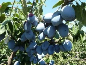 Un susino, un albero dai frutti preziosi Una grande fonte di prodotti come mele, pere, prugne e bacche come il mirtillo e la mela AppleCibo, una delizia per ogni palato Frutta gustosa, prodotta dalla pianta del susino