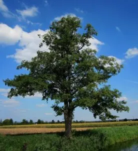 Unimmagine che rappresenta la bellezza della natura un albero della vita, con i suoi tronchi di quercia e di tiglio, che si erge orgoglioso sotto il cielo aperto Una simbologia di vita eterna