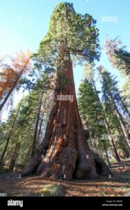 Un gigantesco albero di sequoia rosso oro si staglia su uno sfondo di terra, aree allaperto e vegetazione Il suo tronco imponente si erge imponente nel bosco, creando una vista mozzafiato