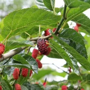 Una pianta di gelso nero che produce frutti come bacche di lampone, more e rose Una fonte naturale di cibo delizioso e salutare!