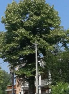 Unimmagine suggestiva che cattura larmonia tra lurbano e la natura un albero magico, una quercia, un tiglio, un palo di utilità, una città, un bosco e unabbondante vegetazione che si fondono insieme in uno scenario idilliaco