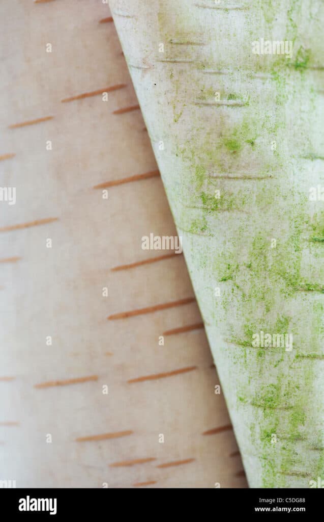 Lanterne di carta pendenti cinesi colorate di dimensioni personalizzate decorazi
