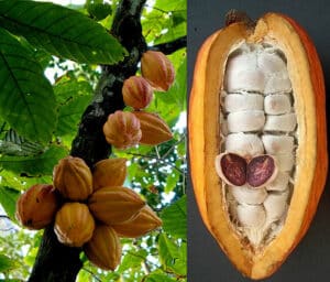 Questa immagine ci mostra un dolce al cacao realizzato con prodotti naturali come frutta, verdura e vegetali Un modo sano e delizioso di godersi un dessert!