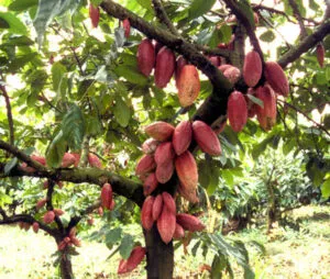 Questa foto mostra un meraviglioso paesaggio in cui un uccello svolazza in mezzo a una vegetazione lussureggiante Si possono vedere alcune coltivazioni di cacao, uno degli alimenti più amati, soprattutto quando serviti come dessert Insieme ai boccioli di fiori e alle foglie di piante, creano un habitat naturale che ospita diversi animali