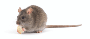 Derattizzare significato e impatto su persone e animali domestici