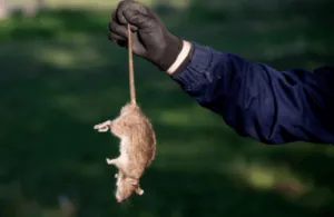 Derattizzazione quanto dura? Scopri le soluzioni naturali per la derattizzazione e cosa aspettarsi da un trattamento di derattizzazione