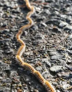 Immagini di irritazione cutanea causata dalla dermatite da processionaria, associata ad un articolo sulla disinfestazione delle processionarie