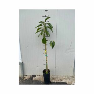 Questa immagine mostra la bellezza di un interno moderno arricchito da un design unico Una montagna di avocado, un albero con foglie e fiori, e un vaso di pianta aggiungono un tocco di natura ad un ambiente interno Il design dinterni viene completato con una pianta in vaso che crea unatmosfera di calma e tranquillità