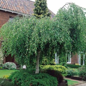 La Betulla Youngii è un albero da siepe ideale per recinzioni e vegetazione interna Apprezzata nel design dinterni, questa pianta rappresenta una valida alternativa ai mobili tradizionali