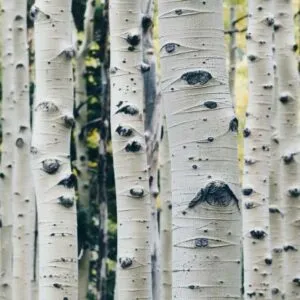 di betulleUnimmagine che ritrae un bosco di betulle grigie nella loro naturale bellezza, circondati dalla vegetazione che li avvolge allaperto Una visione mozzafiato che ci riporta alla natura incontaminata