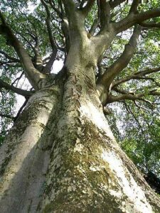 di ConifereVinciamo noi insieme a ForestQuercia! Unimmagine che mostra la bellezza della natura, con una ricca vegetazione di alberi, terra, un bosco di tigli, una foresta pluviale e una foresta di conifere Unimmagine che fa riflettere sullimportanza di preservare la bellezza della natura