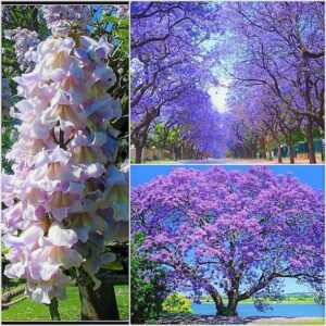 Un albero di Paulownia in fiore, con un collage di petali viola e bianchi che scendono come fiori di ciliegio, circondato da una natura rigogliosa, è uno spettacolo di bellezza unico allaperto BloomFiore, la fioritura della natura!