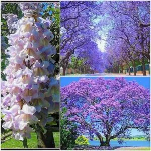 Un albero di Paulownia in fiore, con un collage di petali viola e bianchi che scendono come fiori di ciliegio, circondato da una natura rigogliosa, è uno spettacolo di bellezza unico allaperto BloomFiore, la fioritura della natura!