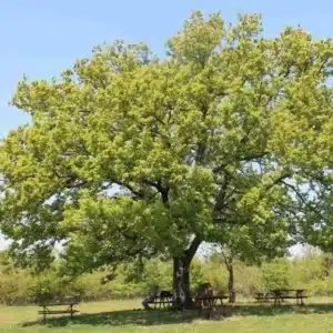 Limmagine mostra un albero di tiglio con una soapberry, che rappresentano la Diagnosi Medica, la Cura, lAnalisi, il Rimedio e la Diagnosi Unimmagine che rappresenta la ricerca di una soluzione al proprio problema di salute
