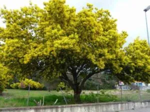 La mimosa è un profumo che può aiutare a diagnosticare una condizione medica, fornire una cura, effettuare unanalisi e fornire un rimedio La diagnosi può essere aiutata grazie al suo profumo