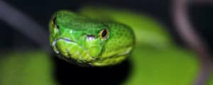 Vipera e biscia differenze e impatto ambientale della disinfestazione dei serpenti
