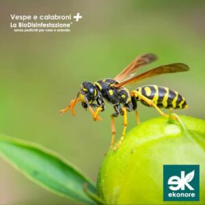 Servizi professionali di disinfestazione vespe prevenire il problema delle api infestate con soluzioni efficaci
