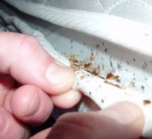 Disinfestazione cimici i danni e i rischi delle punture delle cimici dei letti