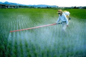 Uso di pesticidi per disinfestare topi disinfestazione con prodotti chimici per la rimozione di topi infestanti