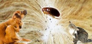 Operatore professionale che effettua un trattamento di disinfestazione da acari su un animale domestico per prevenire linfestazione da pulci