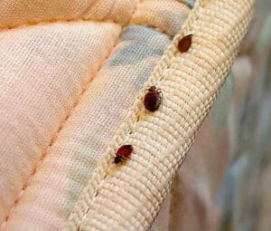 Foto di un tecnico specializzato nella disinfestazione delle cimici del letto, che mostra come eliminare le cimici ed evitare infestazioni future