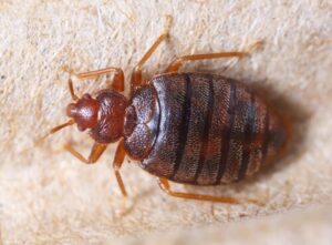Disinfestazione delle cimici da letto con azoto liquido impara come identificare le cimici da letto e come procedere con la disinfestazione