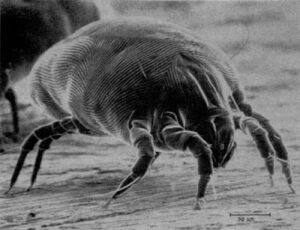 Esperto di disinfestazione che utilizza rimedi naturali per eliminare gli acari