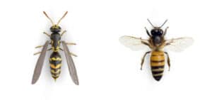 Disinfestazione da calabroni usare i pesticidi per uccidere le vespe è una soluzione efficace?