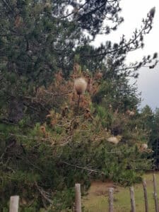 Operatore professionale che effettua disinfestazione da falene per prevenire danni ambientali e alle piante