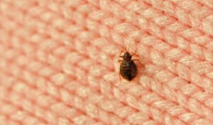 Esperto che effettua la disinfestazione dei moscerini in un giardino con attrezzature professionali