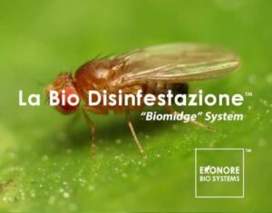 Donna che utilizza aceto per la disinfestazione di moscerini in casa