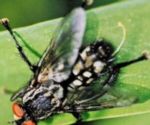 Operatore professionale durante il processo di disinfestazione da mosche per prevenire le malattie veicolate da insetti