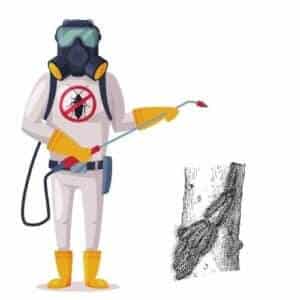 Operatore di disinfestazione professionale a Milano che tratta un albero infestato da processionarie