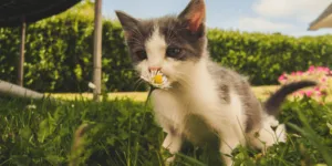 Esperto in disinfestazione da pulci che rimuove una zecca da un animale domestico