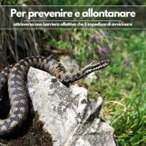 Una scena di un giardino con rane che vengono disinfestate per allontanare i serpenti, come parte di un caso pratico di allontanamento dei serpenti dal giardino