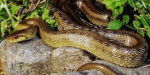 Immagine di un esperto professionista della disinfestazione rettili che rimuove un serpente dalla sua abitazione