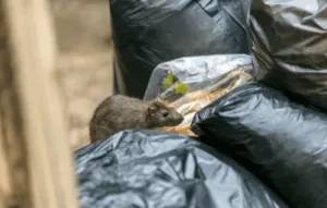 Immagine di un tecnico professionale eseguendo una disinfestazione topo come parte di una procedura di derattizzazione